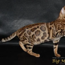 Питомник бенгальских кошек Big Marshal фотография 3