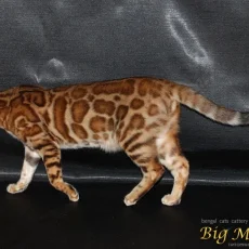 Питомник бенгальских кошек Big Marshal фотография 1