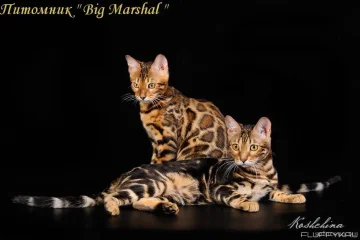Питомник бенгальских кошек Big Marshal фотография 2