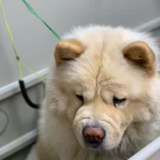 Зоопарикмахерская Balto на Солнцевском проспекте фотография 3